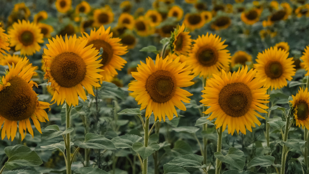 Como plantar semente de girassol, confira dicas incríveis para o cultivo! 3 Girassol
