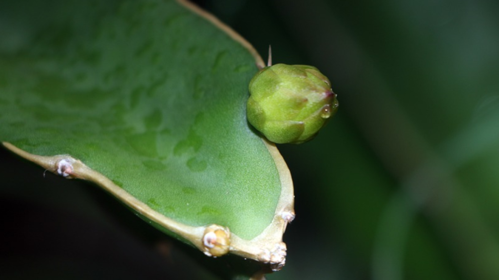 Como plantar pitaya no chão, dicas essenciais para cultivar a fruta do dragão! 2 Muda de pitaya
