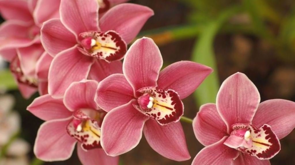 Como cuidar de Orquídea Cymbidium: temperatura, fertilização, rega e mais! 2 Orquídea Cymbidium