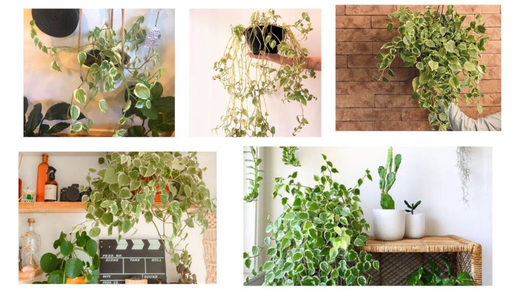 Peperomia Scandens em decorações