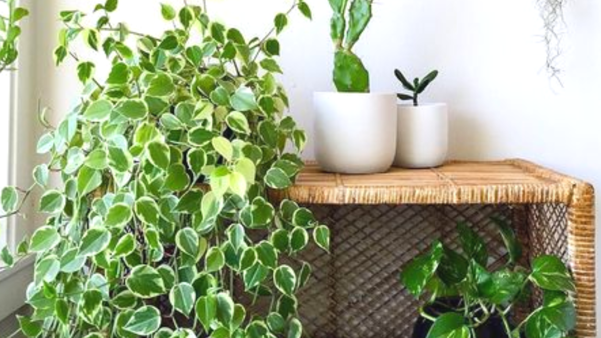 Peperomia Scandens