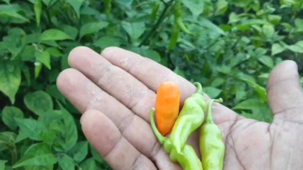 Pimenta-de-cheiro