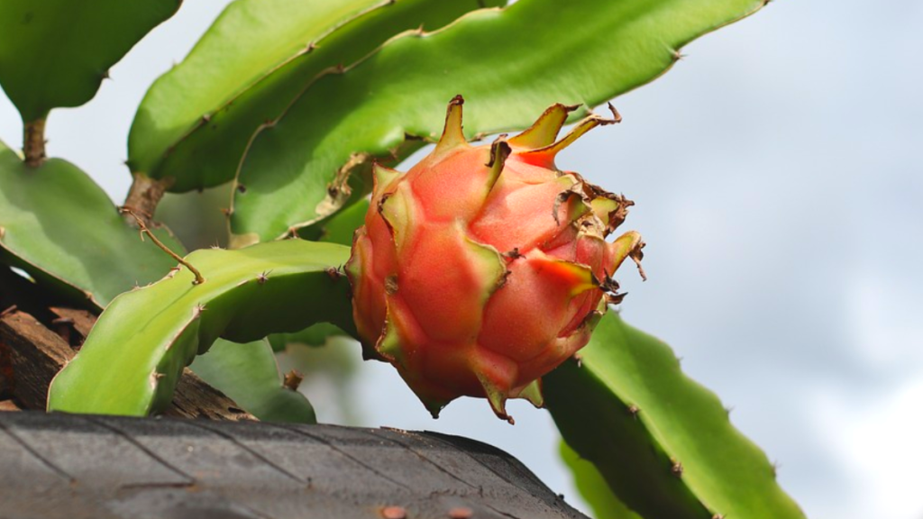 Como plantar pitaya no chão, dicas essenciais para cultivar a fruta do dragão! 4 Pitaya no pé