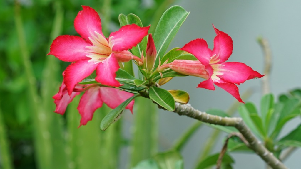 Como plantar rosa do deserto, confira dicas essenciais para fazer em casa! 4 Rosa do deserto