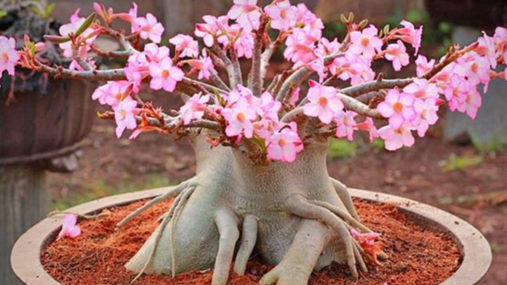 Como plantar rosa do deserto, confira dicas essenciais para fazer em casa! 2 Rosa do deserto