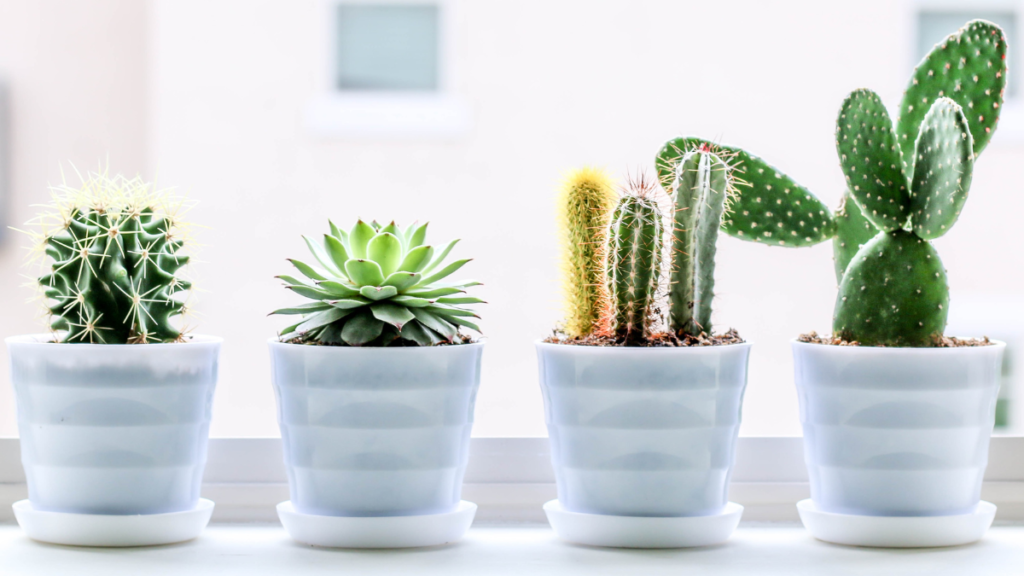 Suculentas e cactos em vasos