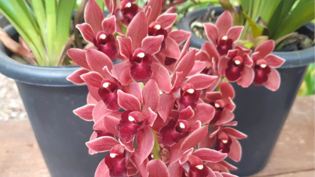Como cuidar de Orquídea Cymbidium: temperatura, fertilização, rega e mais! 3 Vaso ideal para orquídeas