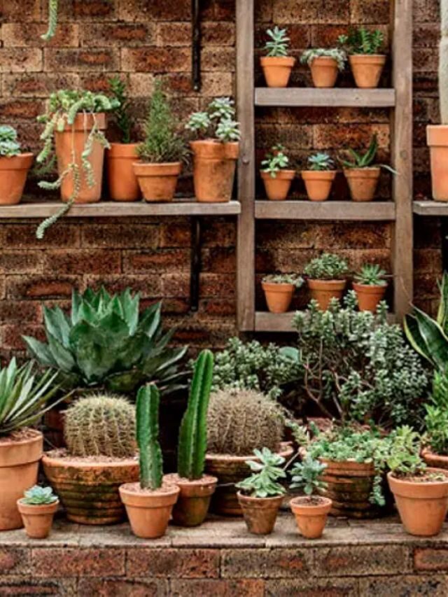 6 plantas que não precisam de muita água e são fáceis de cuidar!