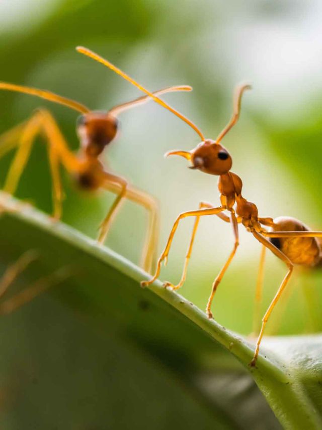 Dicas infalíveis para evitar que as formigas invadam o seu jardim