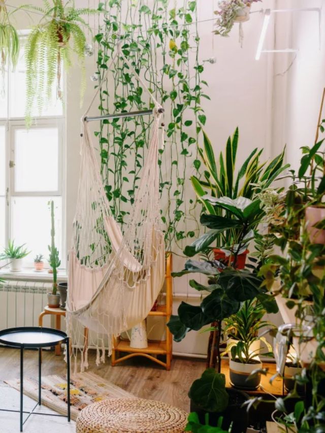 Cuidados com plantas: 6 coisas que você pode estar fazendo errado!