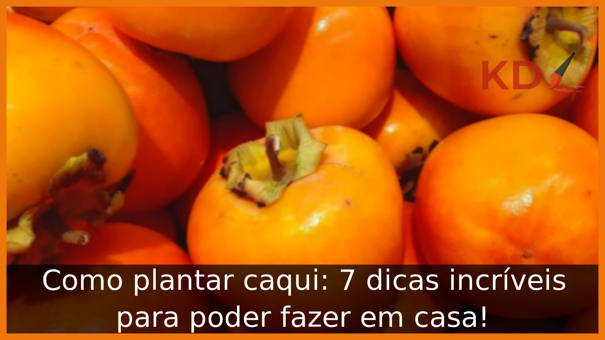 Como plantar caqui