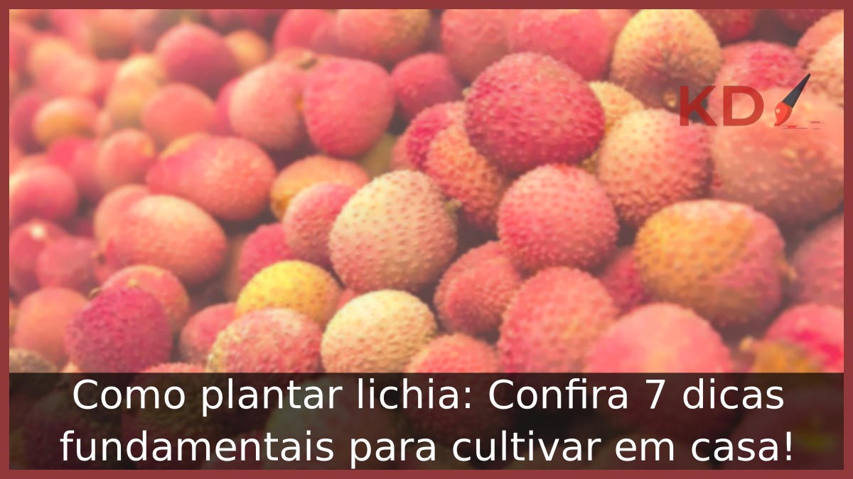 Como plantar lichia