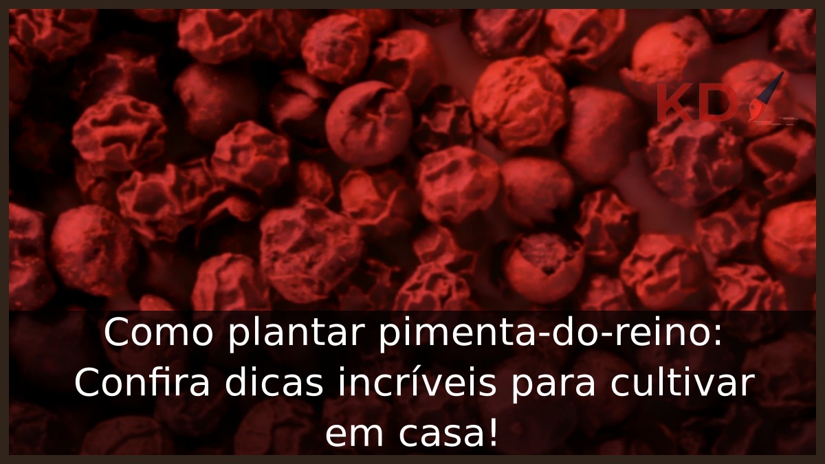 Como plantar pimenta-do-reino