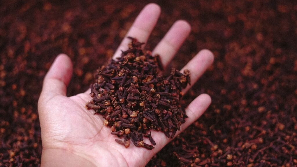 Como plantar cravo-da-índia: Veja como cultivar essa especiaria em casa! 3 Especiaria