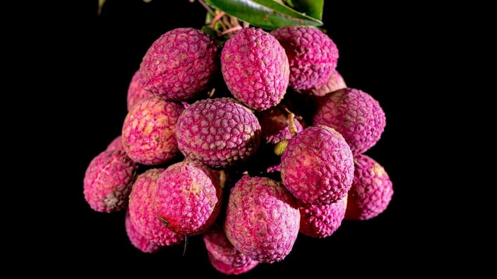 Como plantar lichia: Confira 7 dicas fundamentais para cultivar em casa! 3 Lichia em galho