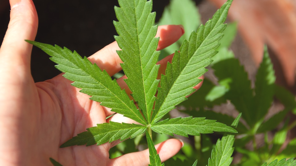 Cannabis