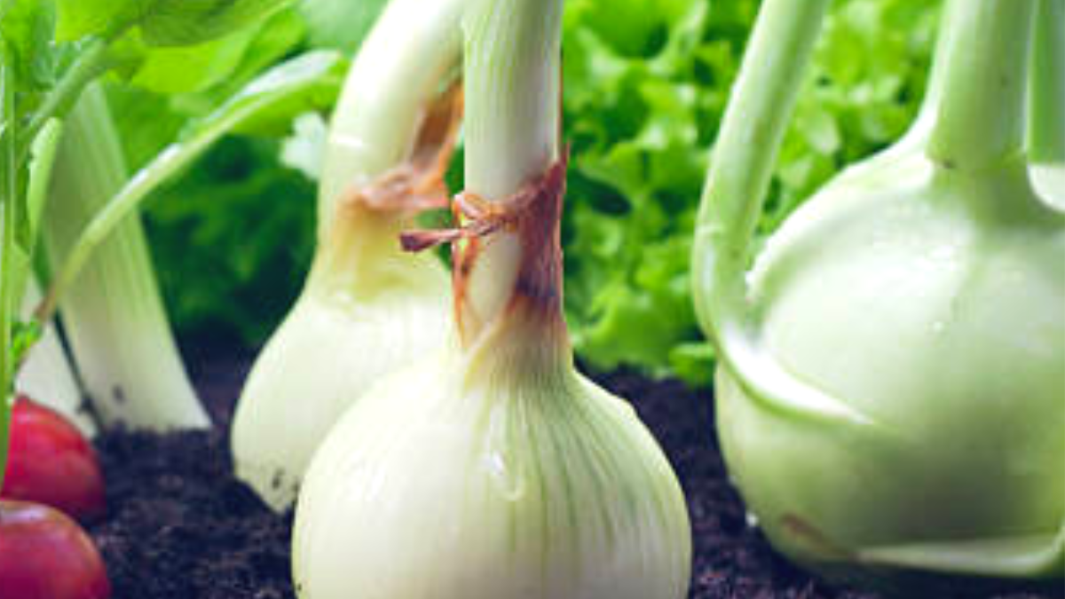 Cebola