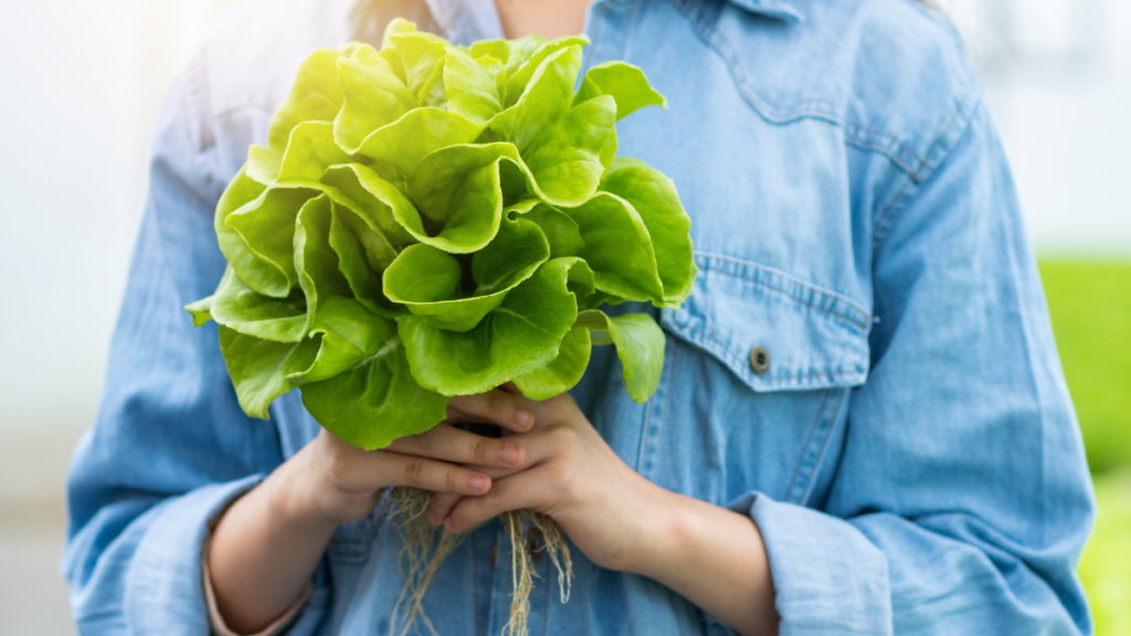 Como plantar alface em garrafa pet, confira dicas essenciais de cultivo! 5 Colheita de alface