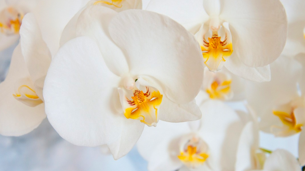 Como cuidar de orquídea phalaenopsis? Adubação correta, irrigação, substrato e mais! 1 Como cuidar de orquídea phalaenopsis?