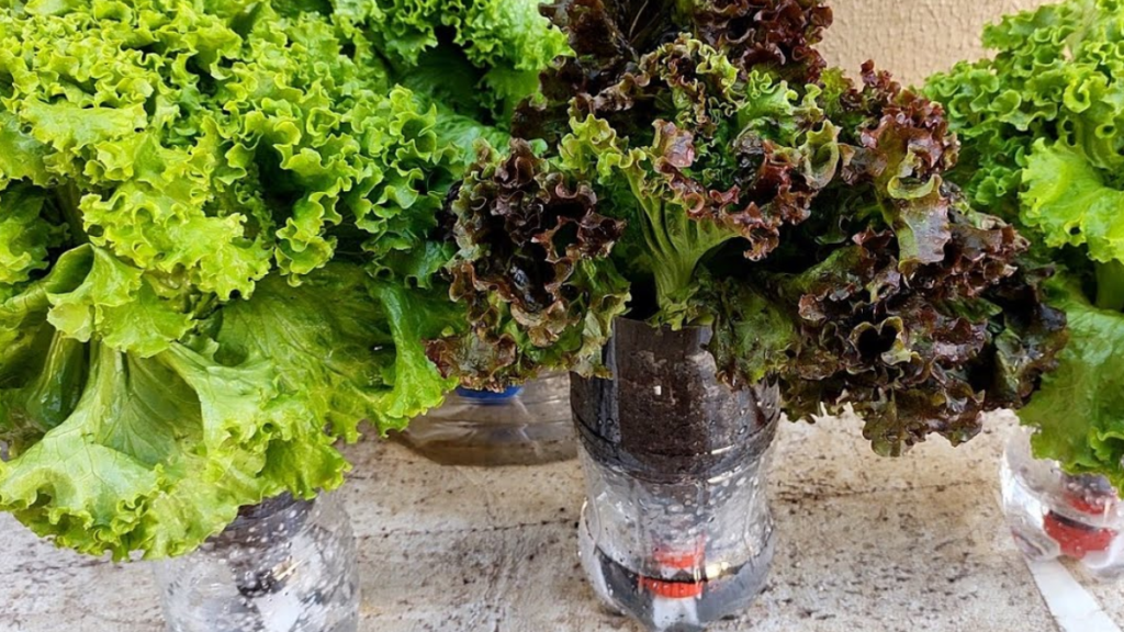 Como plantar alface em garrafa pet, confira dicas essenciais de cultivo! 3 Como plantar alface em garrafa pet
