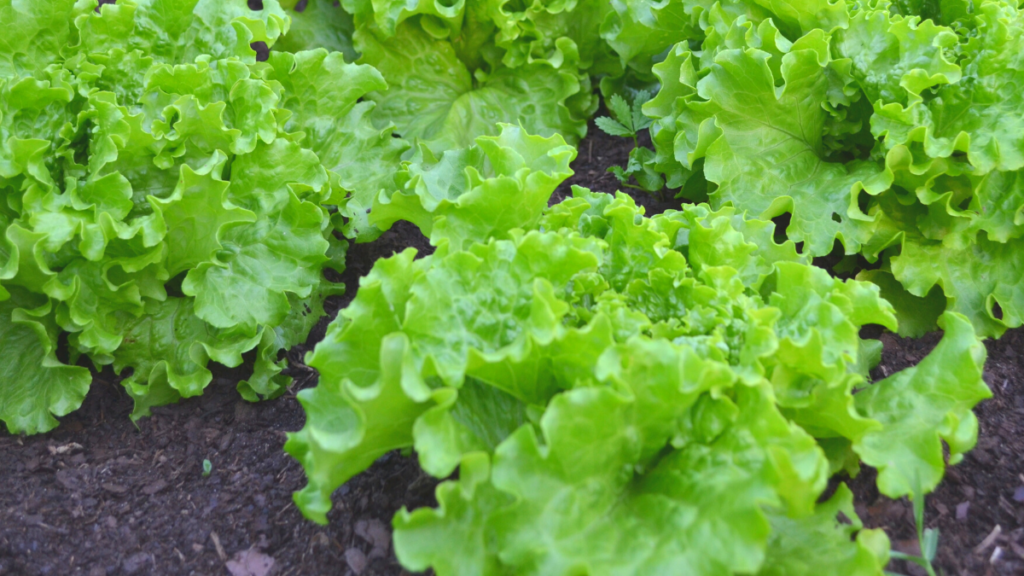 Como plantar alface em garrafa pet, confira dicas essenciais de cultivo! 1 Como plantar alface em garrafa pet