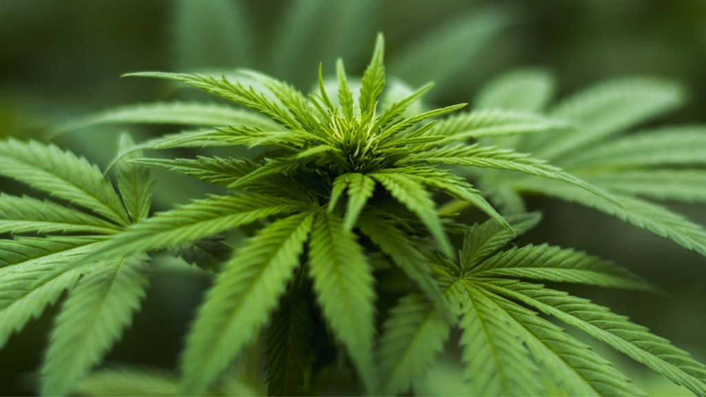 Como plantar cannabis
