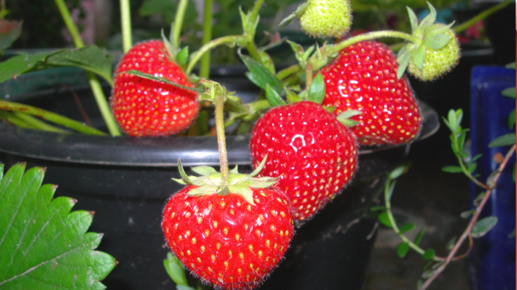 Como plantar morango em vaso