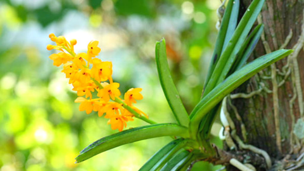 Como plantar orquídea em árvore