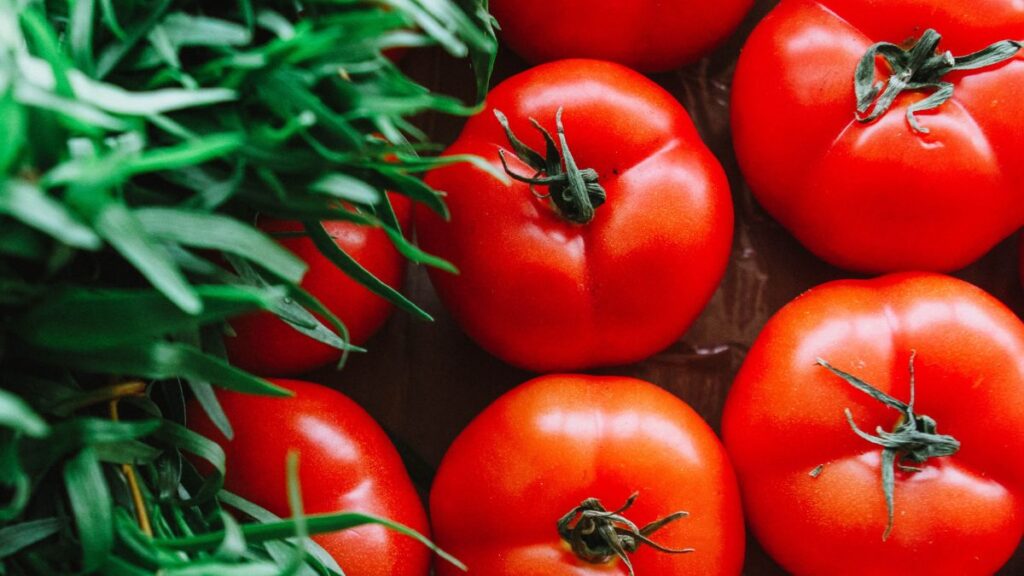 Como plantar tomate em vaso