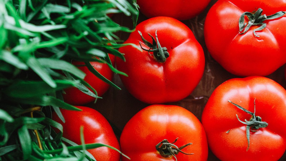 Como plantar tomate em vaso