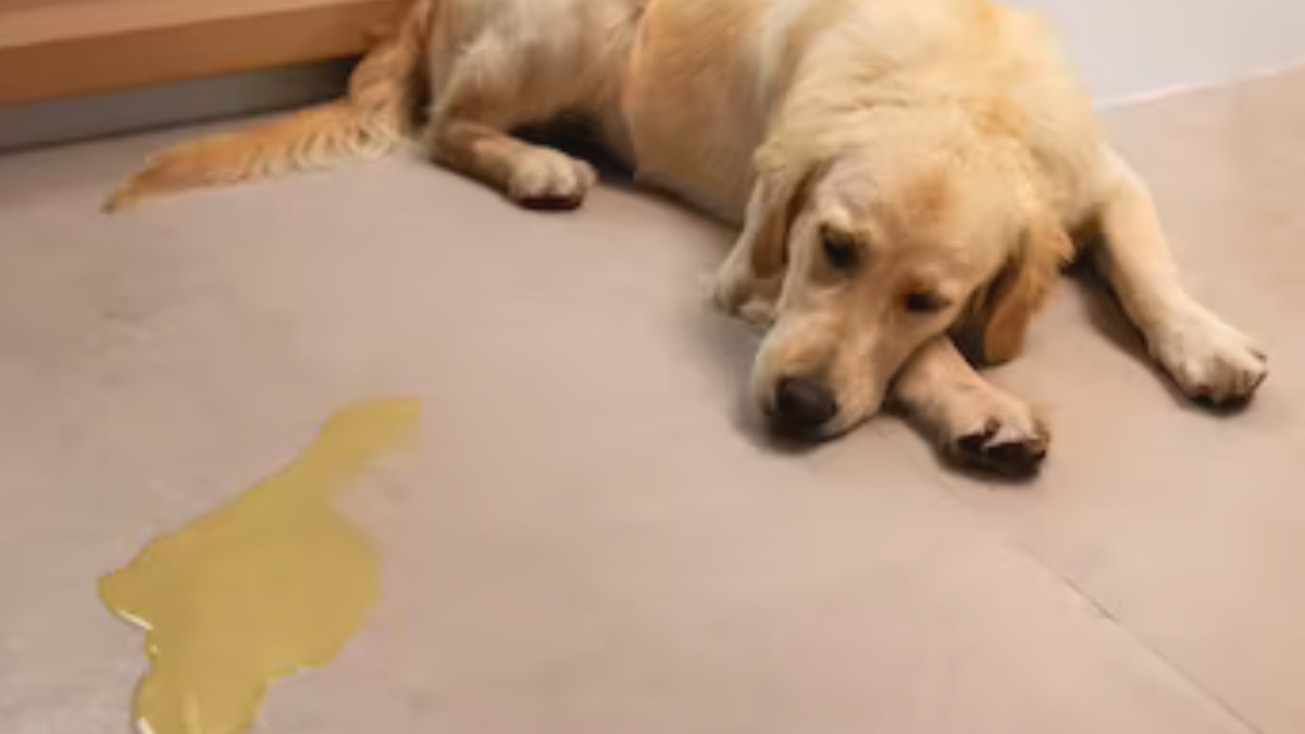 Como tirar cheiro de xixi de cachorro