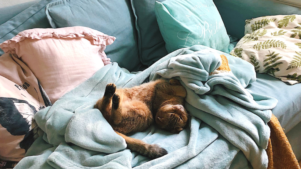 Como tirar cheiro de xixi de gato, confira todas as dicas! 2 Como tirar cheiro de xixi de gato