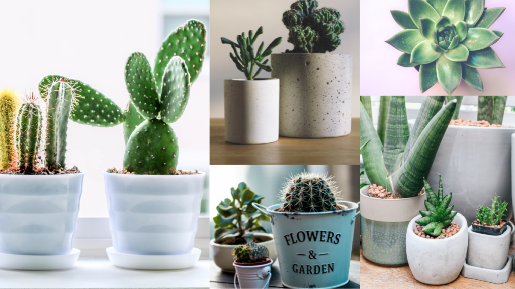 Decorações com suculentas