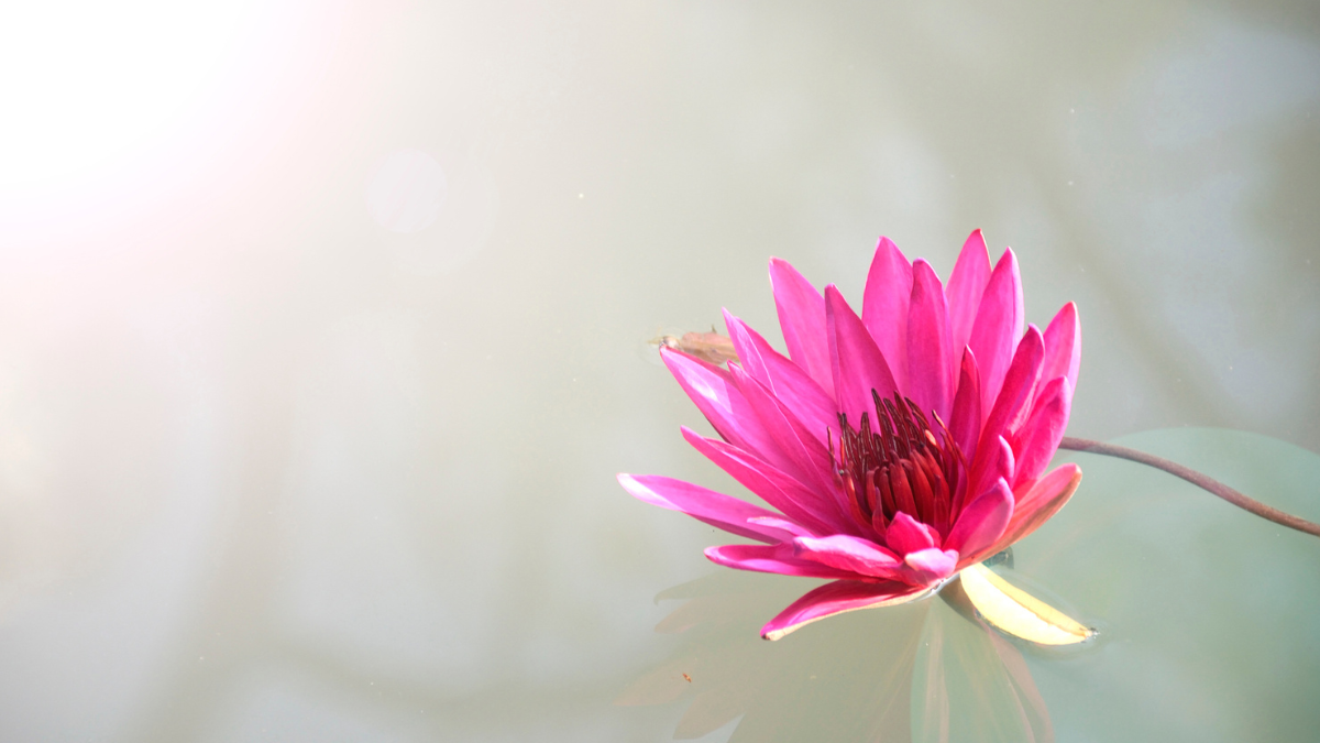 Nomes de flores: + de 100 opções incríveis para lhe inspirar! 12 Flor rosa
