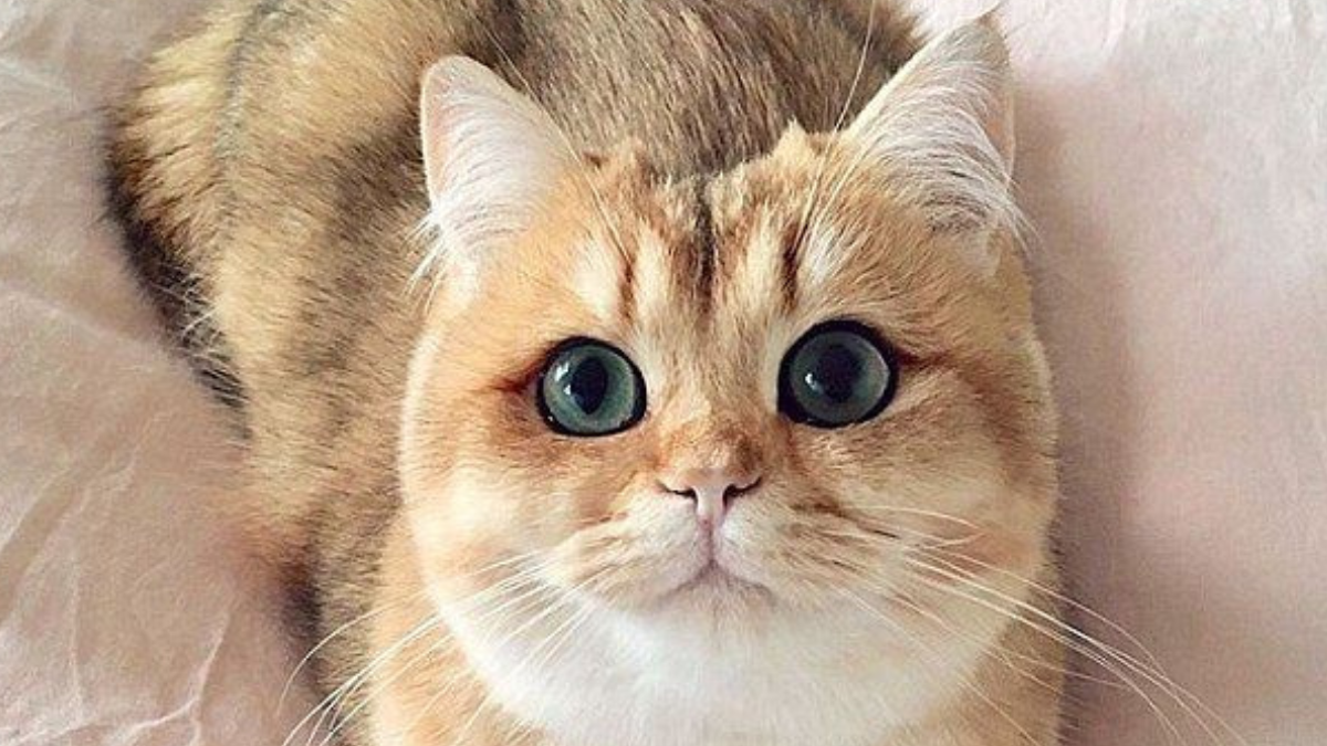 Nomes de gatas: mais de 260 opções variadas para escolher! 11 Nomes de gatas
