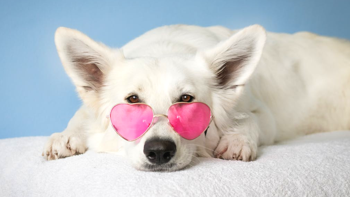 Nomes para cachorro fêmea: 142 opções criativas e diferentes! 1 Nomes para cachorro fêmea