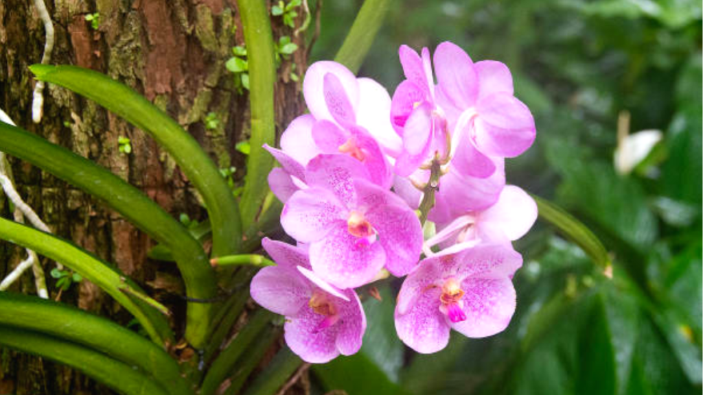 Orquídea 