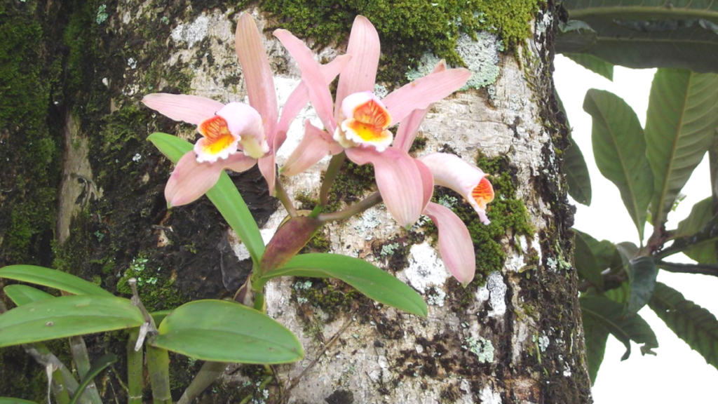 Orquídea 