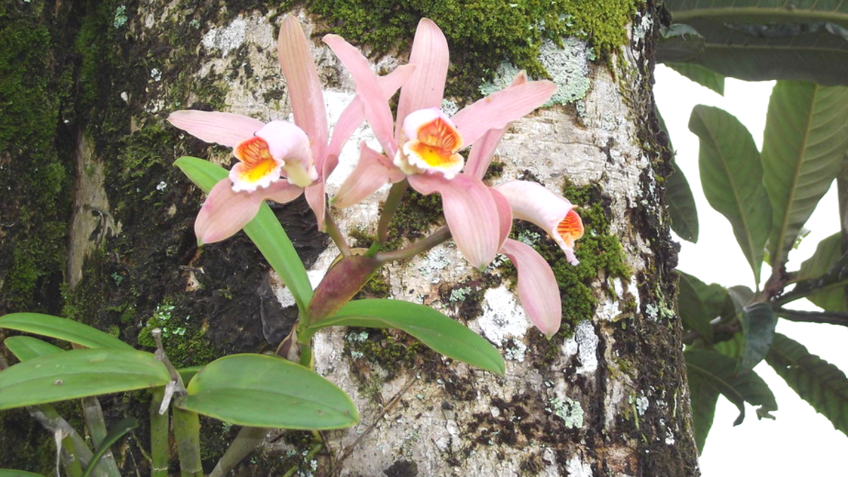 Orquídea