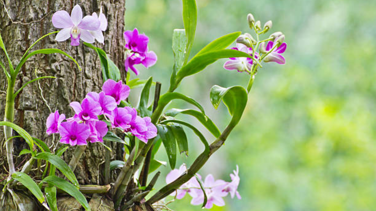 Orquídea em árvore