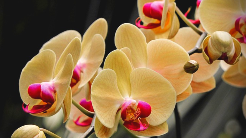 Como cuidar de orquídea phalaenopsis? Adubação correta, irrigação, substrato e mais! 2 Orquídea phalaenopsis
