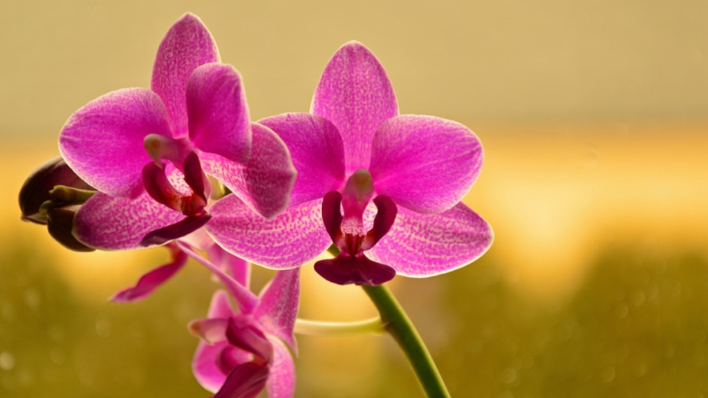Como cuidar de orquídea phalaenopsis? Adubação correta, irrigação, substrato e mais! 3 Orquídea phalaenopsis