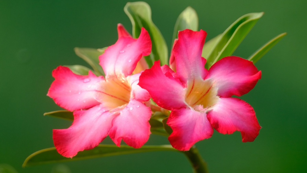 Rosa do deserto