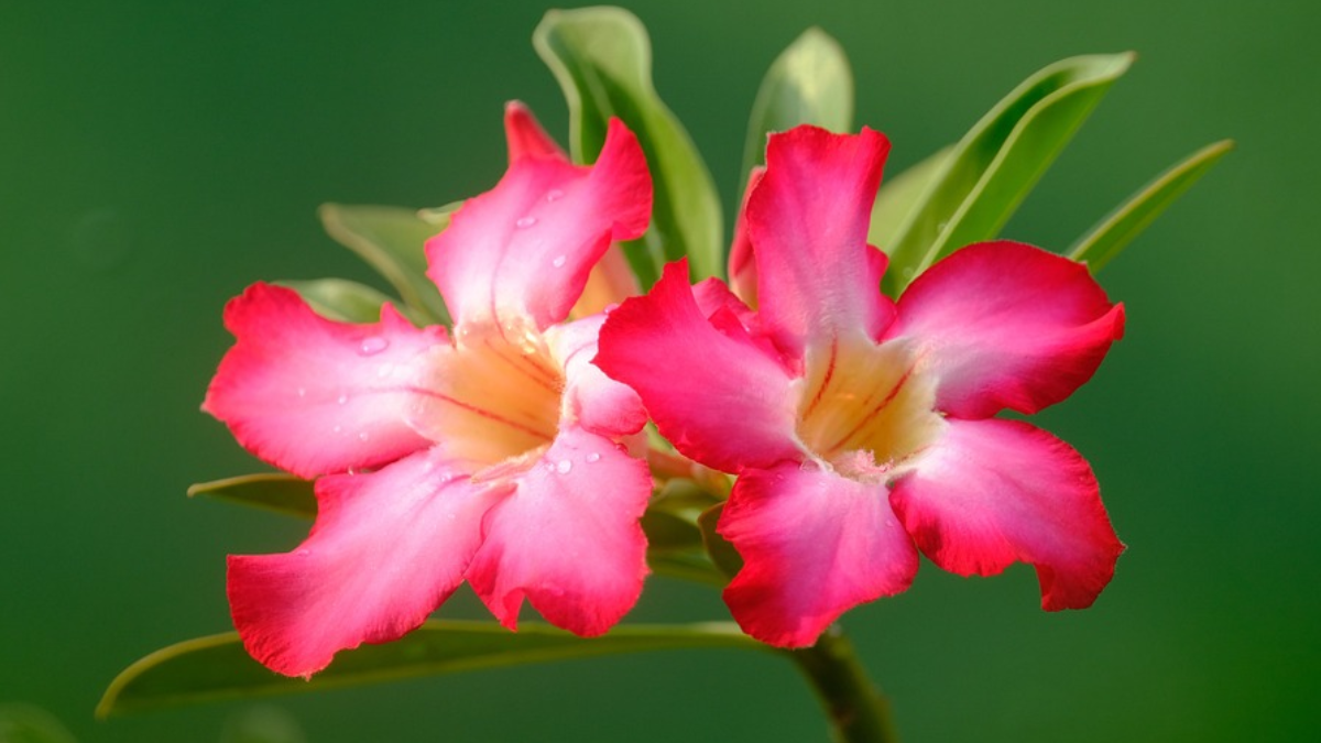 Rosa do deserto