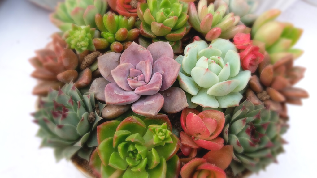Suculentas coloridas