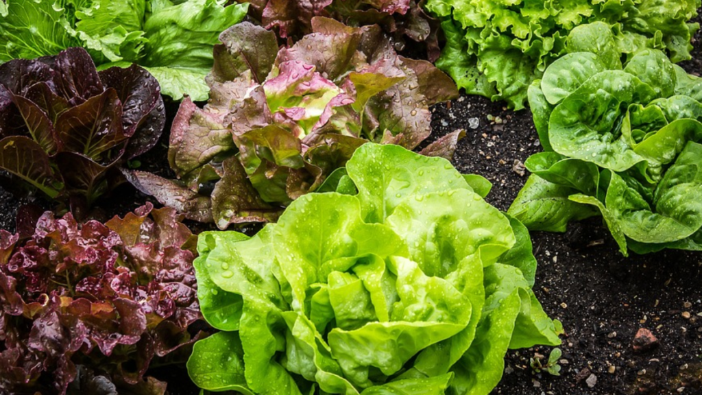 Como plantar alface em garrafa pet, confira dicas essenciais de cultivo! 2 Tipos de alface