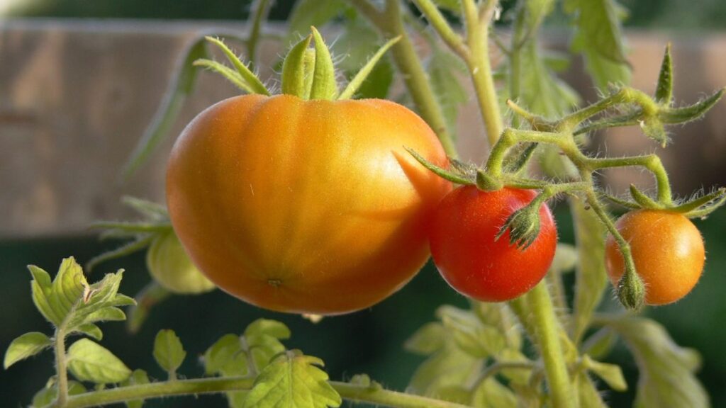 Tomate