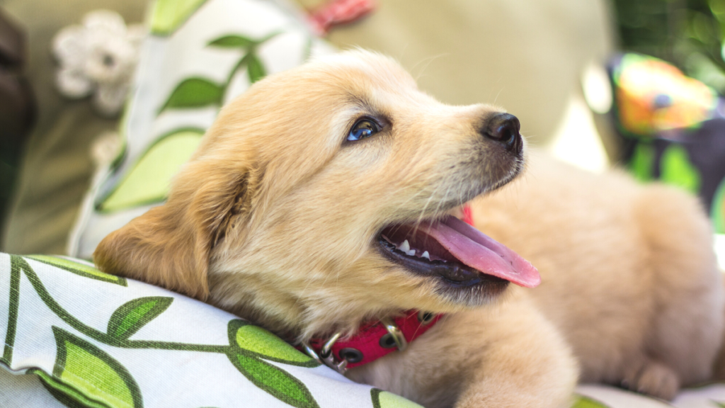 Nomes para cachorros pequenos