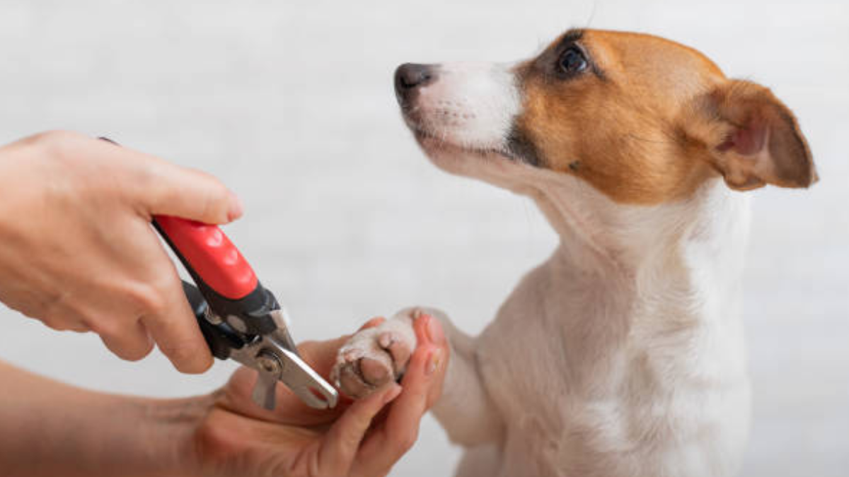 Como cortar unhas de cachorro