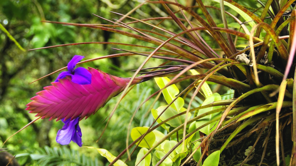 Como cuidar de Bromélia Tillandsia, conheça essa planta livre de solo! 2 Como cuidar de Bromélia Tillandsia